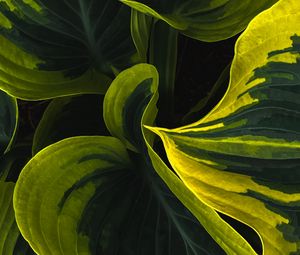 Preview wallpaper leaves, plant, macro, stripes, spots, green