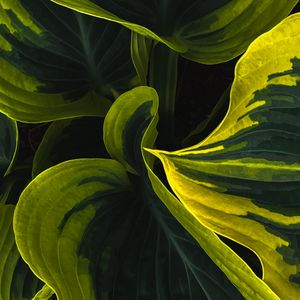 Preview wallpaper leaves, plant, macro, stripes, spots, green