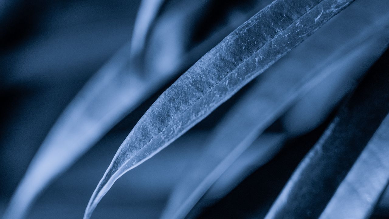 Wallpaper leaves, plant, macro, gray