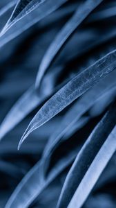 Preview wallpaper leaves, plant, macro, gray