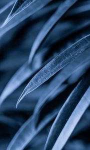 Preview wallpaper leaves, plant, macro, gray
