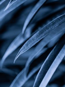 Preview wallpaper leaves, plant, macro, gray