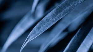 Preview wallpaper leaves, plant, macro, gray