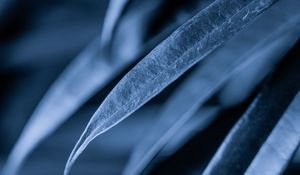Preview wallpaper leaves, plant, macro, gray