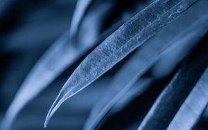 Preview wallpaper leaves, plant, macro, gray
