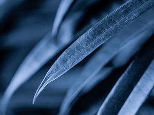 Preview wallpaper leaves, plant, macro, gray