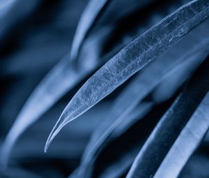 Preview wallpaper leaves, plant, macro, gray