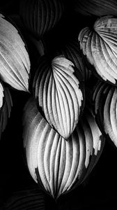 Preview wallpaper leaves, plant, macro, black and white