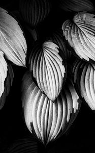 Preview wallpaper leaves, plant, macro, black and white