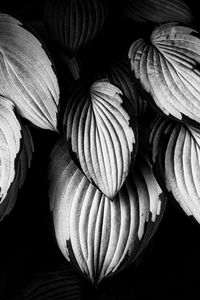 Preview wallpaper leaves, plant, macro, black and white