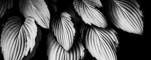 Preview wallpaper leaves, plant, macro, black and white