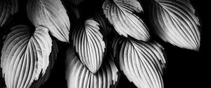 Preview wallpaper leaves, plant, macro, black and white