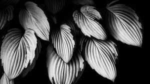 Preview wallpaper leaves, plant, macro, black and white