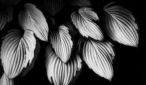 Preview wallpaper leaves, plant, macro, black and white