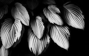 Preview wallpaper leaves, plant, macro, black and white