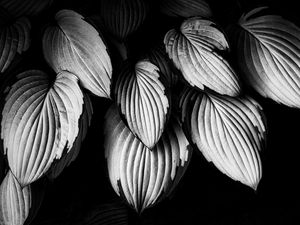 Preview wallpaper leaves, plant, macro, black and white