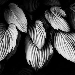 Preview wallpaper leaves, plant, macro, black and white