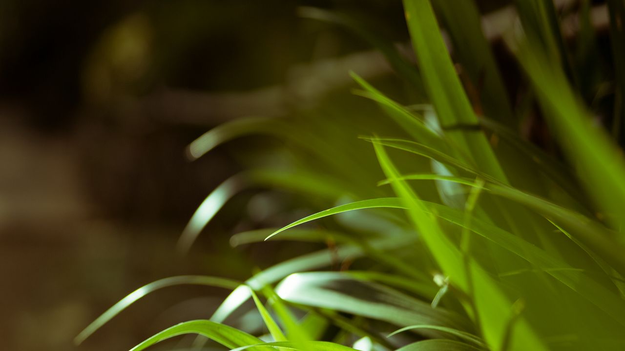 Wallpaper leaves, plant, macro