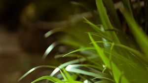 Preview wallpaper leaves, plant, macro
