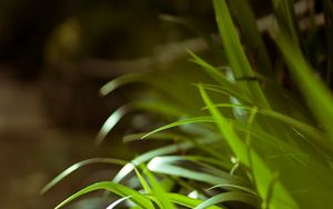Preview wallpaper leaves, plant, macro