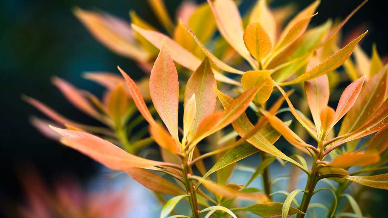 Wallpaper leaves, plant, macro, autumn