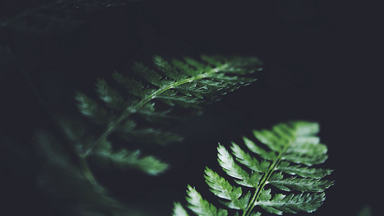 Wallpaper leaves, plant, macro, dark, fern