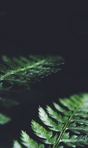 Preview wallpaper leaves, plant, macro, dark, fern