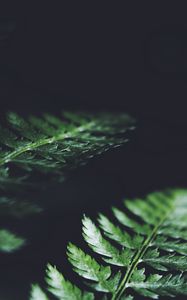 Preview wallpaper leaves, plant, macro, dark, fern