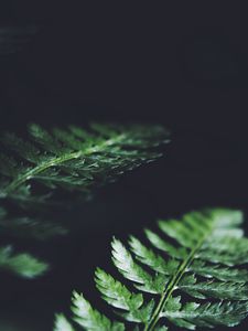 Preview wallpaper leaves, plant, macro, dark, fern