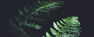 Preview wallpaper leaves, plant, macro, dark, fern