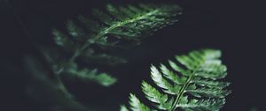 Preview wallpaper leaves, plant, macro, dark, fern