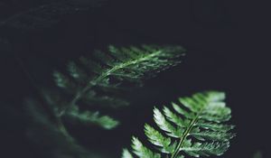 Preview wallpaper leaves, plant, macro, dark, fern