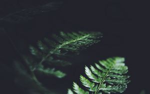 Preview wallpaper leaves, plant, macro, dark, fern
