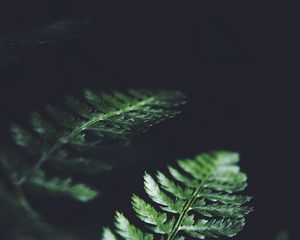 Preview wallpaper leaves, plant, macro, dark, fern