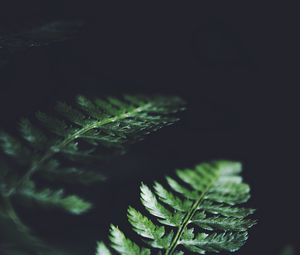 Preview wallpaper leaves, plant, macro, dark, fern