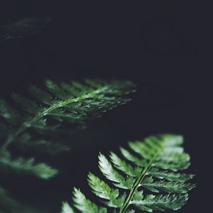 Preview wallpaper leaves, plant, macro, dark, fern