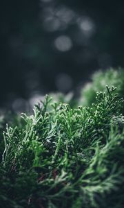 Preview wallpaper leaves, plant, pine, macro, blur
