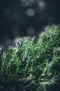 Preview wallpaper leaves, plant, pine, macro, blur