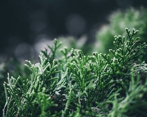 Preview wallpaper leaves, plant, pine, macro, blur