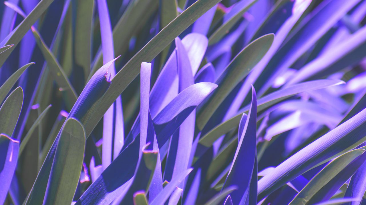 Wallpaper leaves, plant, purple, macro, blur