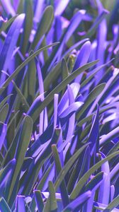 Preview wallpaper leaves, plant, purple, macro, blur