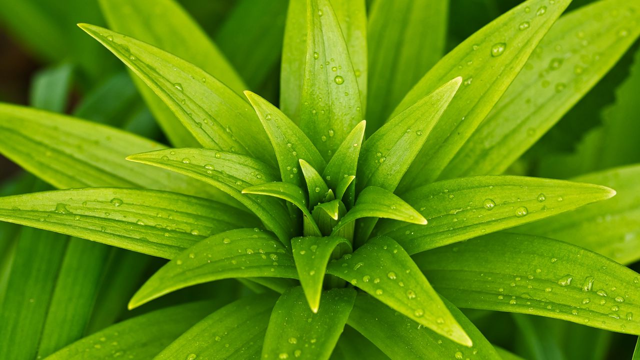 Wallpaper leaves, plant, rain, drops, macro, green