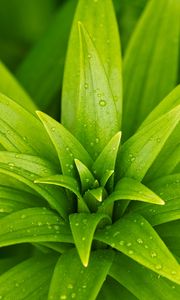 Preview wallpaper leaves, plant, rain, drops, macro, green