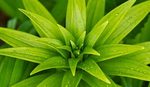 Preview wallpaper leaves, plant, rain, drops, macro, green