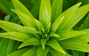 Preview wallpaper leaves, plant, rain, drops, macro, green