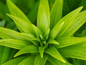 Preview wallpaper leaves, plant, rain, drops, macro, green