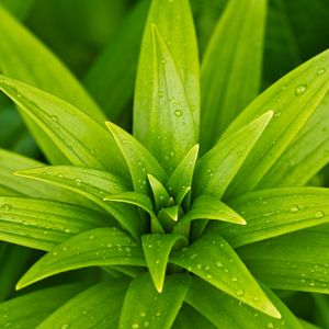 Preview wallpaper leaves, plant, rain, drops, macro, green