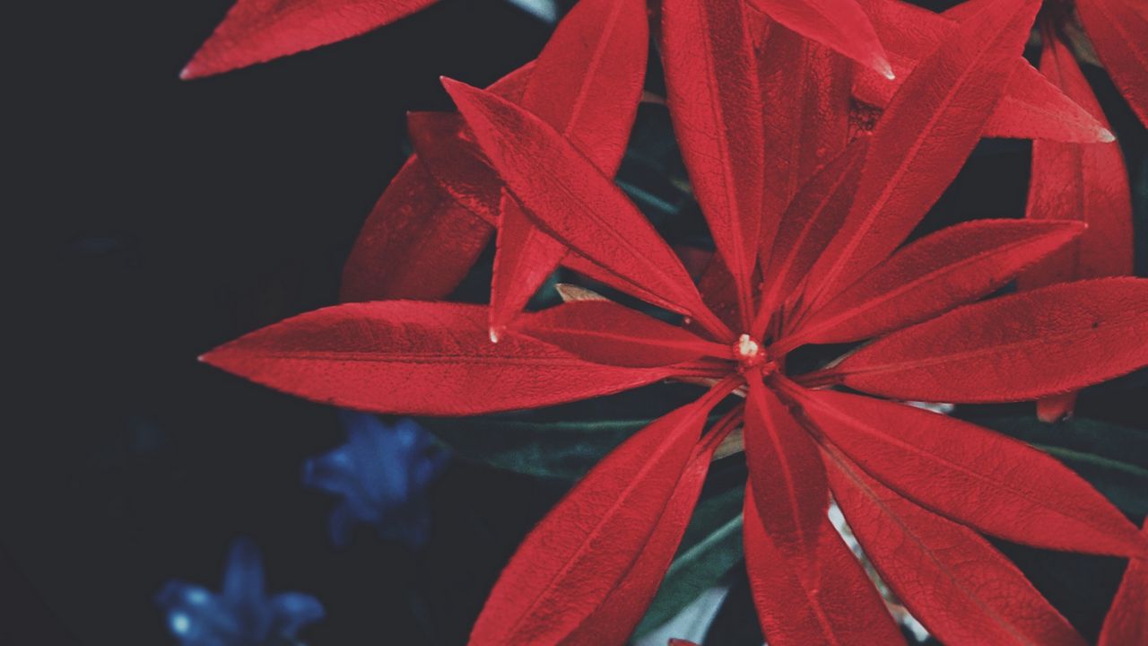 Wallpaper leaves, plant, red hd, picture, image