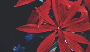 Preview wallpaper leaves, plant, red