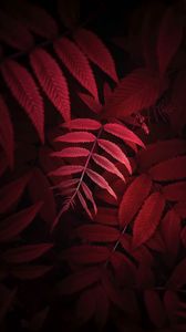 Preview wallpaper leaves, plant, red, macro, close up